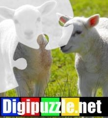 lente-legpuzzel-lammetje