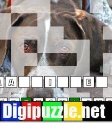 honden-raad-het-woord