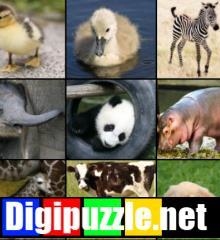 dieren-jong-volwassen