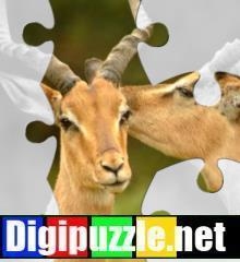 dieren-legpuzzel