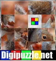 schuifpuzzel_eekhoorn