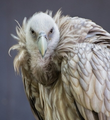 escape-room-roofvogels