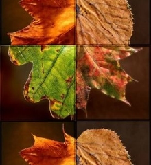 herfst-quiz