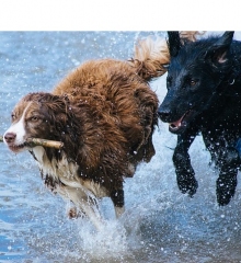 escape-room-honden