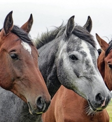 escape-room-paarden