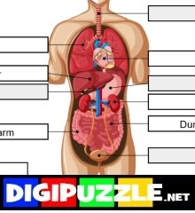 organen